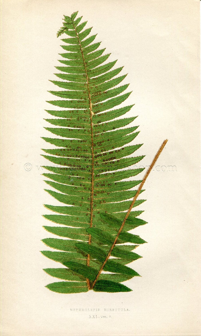 Edward Joseph Lowe Fern (Nephrolepis Hirsutula) Antique Botanical Print 1859