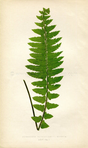 Edward Joseph Lowe Fern (Nephrolepis Davallioides--V. Dissecta) Antique Botanical Print 1859
