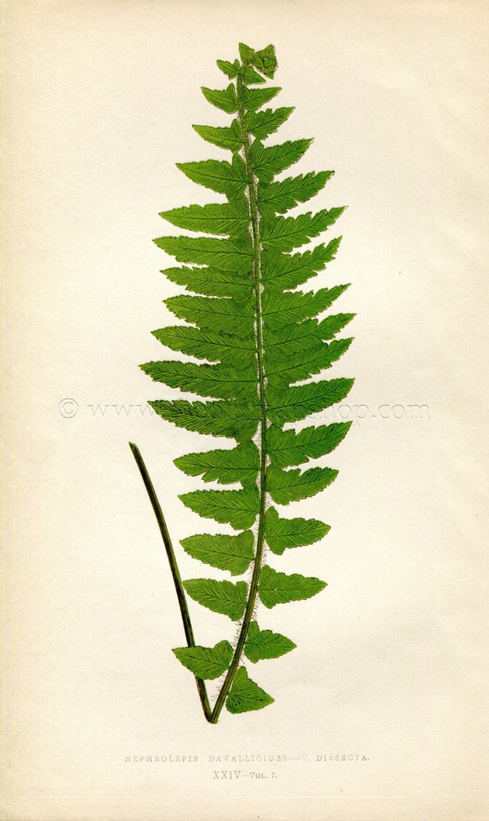 Edward Joseph Lowe Fern (Nephrolepis Davallioides--V. Dissecta) Antique Botanical Print 1859