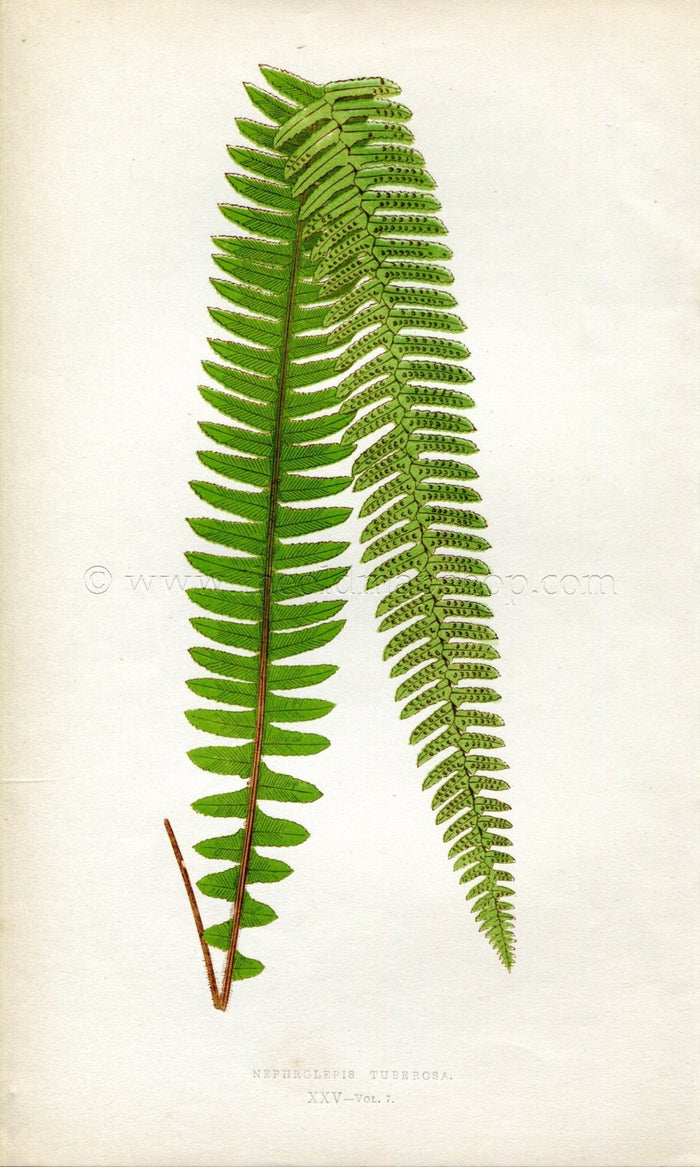 Edward Joseph Lowe Fern (Nephrolepis Tuberosa) Antique Botanical Print 1859
