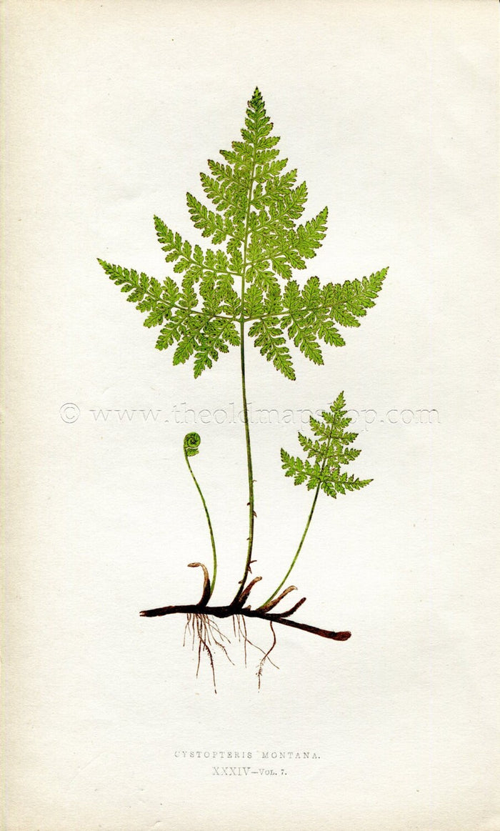 Edward Joseph Lowe Fern (Cystopteris Montana) Antique Botanical Print 1859