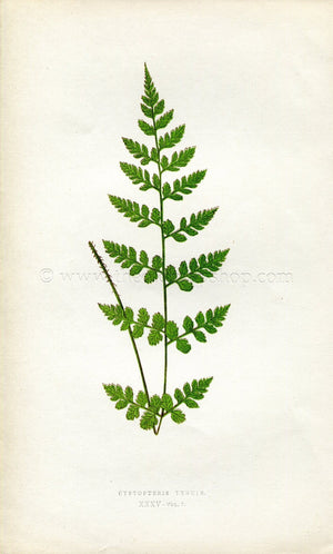Edward Joseph Lowe Fern (Cystopteris Tenuis) Antique Botanical Print 1859