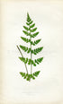 Edward Joseph Lowe Fern (Cystopteris Tenuis) Antique Botanical Print 1859
