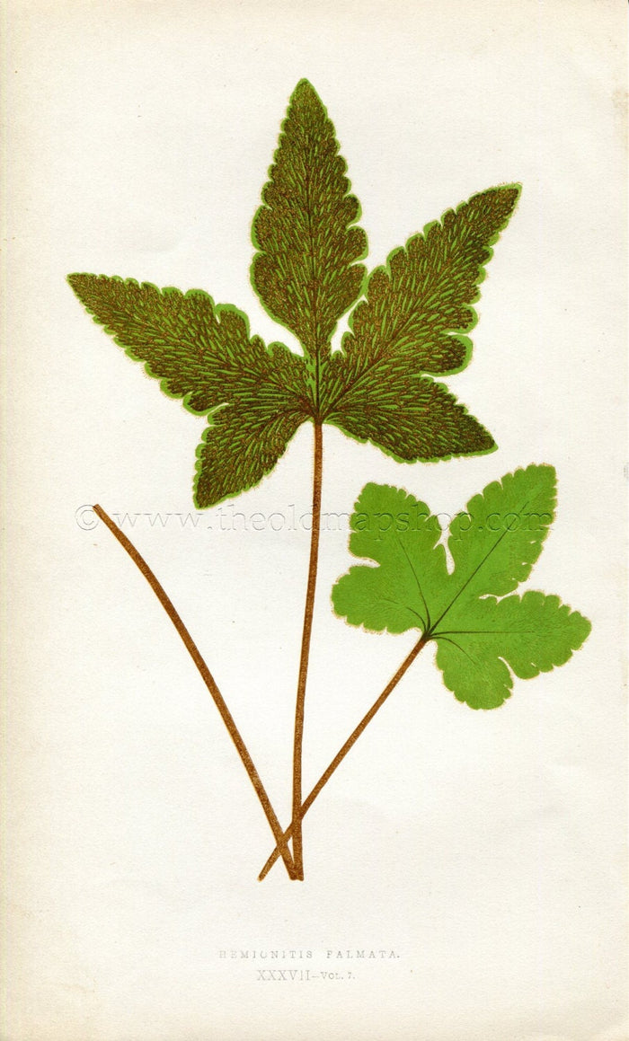 Edward Joseph Lowe Fern (Hemionitis Falmata) Antique Botanical Print 1859