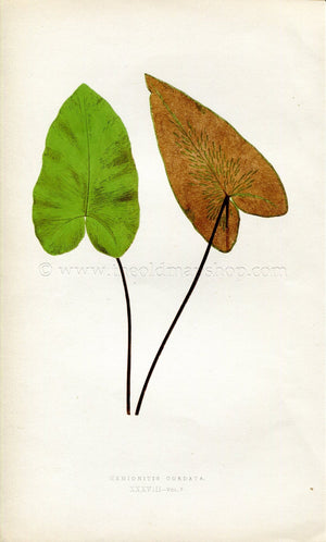 Edward Joseph Lowe Fern (Hemionitis Cordata) Antique Botanical Print 1859