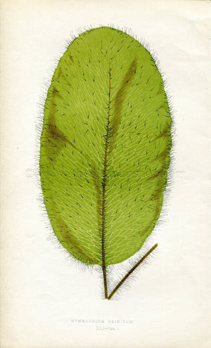 Edward Joseph Lowe Fern (Hymenodium Crinitum) Antique Botanical Print 1859