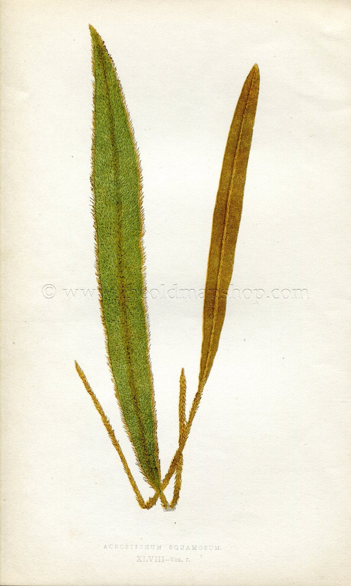 Edward Joseph Lowe Fern (Acrostichum Squamosum) Antique Botanical Print 1859