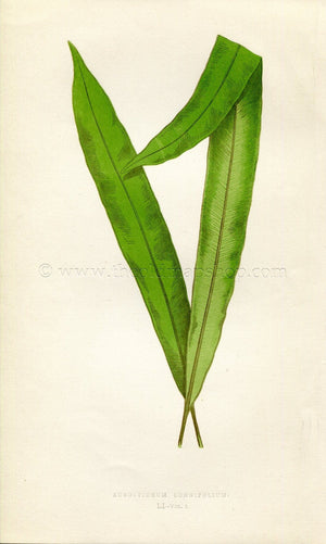 Edward Joseph Lowe Fern (Acrostichum Longifolium) Antique Botanical Print 1859