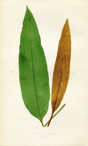 Edward Joseph Lowe Fern (Acrostichum Brevipes) Antique Botanical Print 1859