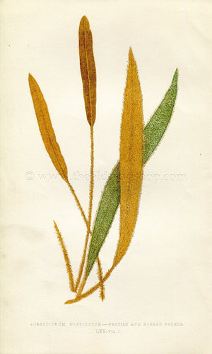 Edward Joseph Lowe Fern (Acrostichum Cuspidatum) Antique Botanical Print 1859