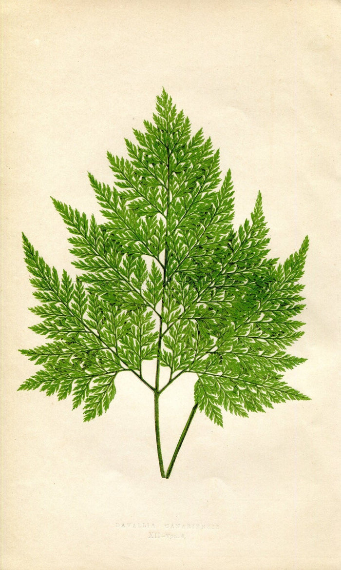 Edward Joseph Lowe Fern (Davallia Canariensis) Antique Botanical Print 1860