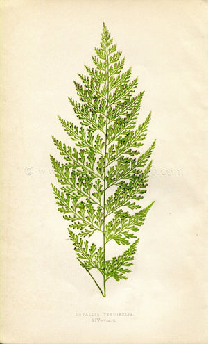 Edward Joseph Lowe Fern (Davallia Tenuifolia) Antique Botanical Print 1860
