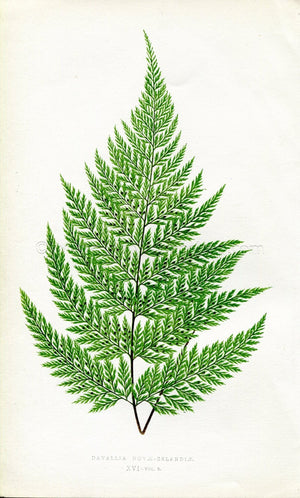 Edward Joseph Lowe Fern (Davallia Novae-Zelandiae) Antique Botanical Print 1860