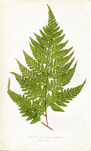 Edward Joseph Lowe Fern (Davallia Lindleyi.--Pinna) Antique Botanical Print 1860