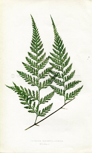 Edward Joseph Lowe Fern (Davallia Dissecta.--Pinnae) Antique Botanical Print 1860