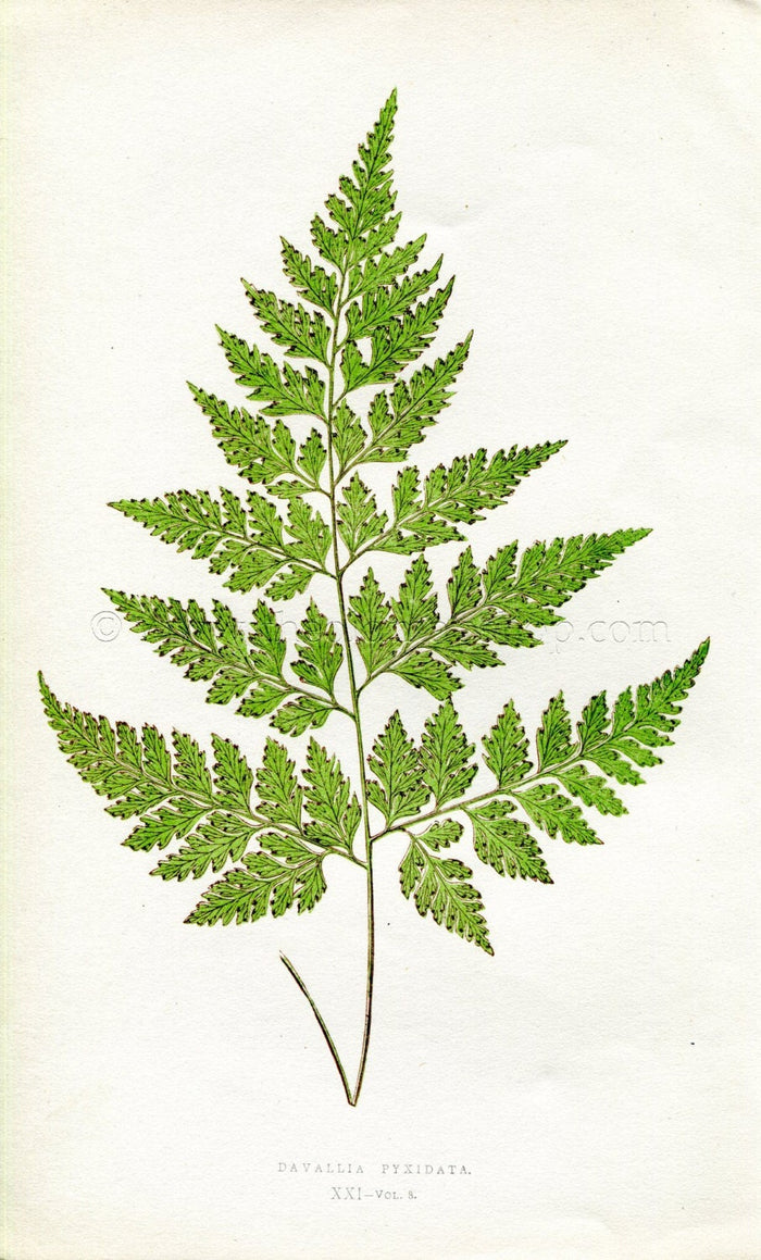 Edward Joseph Lowe Fern (Davallia Pyxidata) Antique Botanical Print 1860