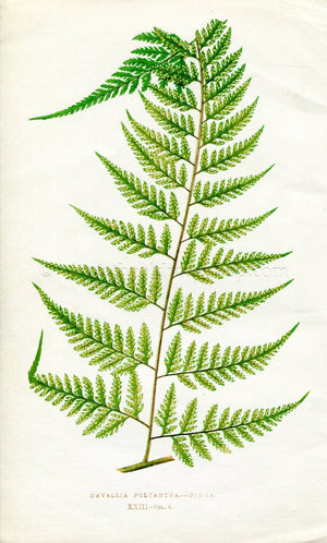 Edward Joseph Lowe Fern (Davallia Polyantha.--Pinna) Antique Botanical Print 1860