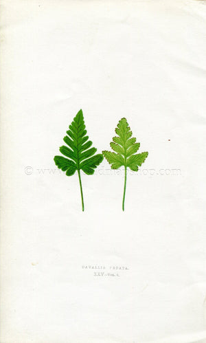 Edward Joseph Lowe Fern (Davallia Pedata) Antique Botanical Print 1860