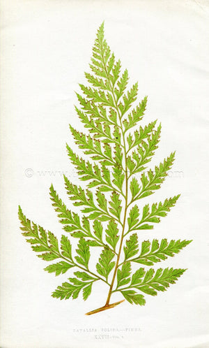 Edward Joseph Lowe Fern (Davallia Solida.--Pinna) Antique Botanical Print 1860