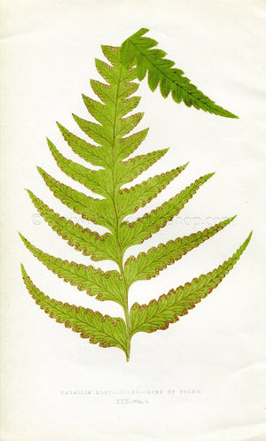 Edward Joseph Lowe Fern (Davallia Lonchitidea) Antique Botanical Print 1860