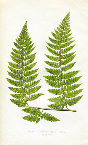 Edward Joseph Lowe Fern (Davallia Polypodioides.--Pinnae) Antique Botanical Print 1860