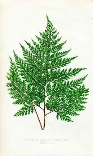 Edward Joseph Lowe Fern (Thyrsopteris Elegans) Antique Botanical Print 1860
