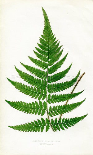 Edward Joseph Lowe Fern (Cibotium Glaucescens) Antique Botanical Print 1860
