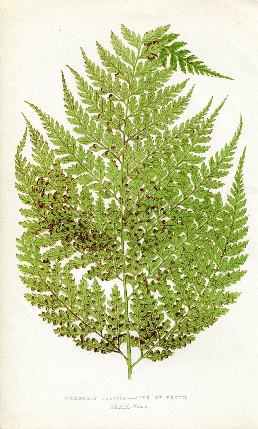 Edward Joseph Lowe Fern (Dicksonia Culcita) Antique Botanical Print 1860