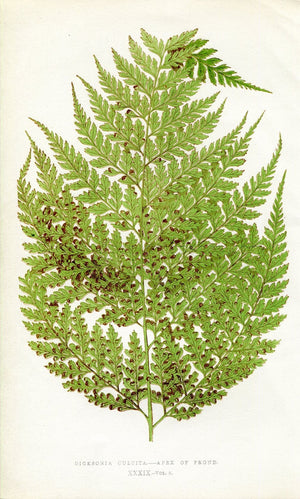 Edward Joseph Lowe Fern (Dicksonia Culcita) Antique Botanical Print 1860