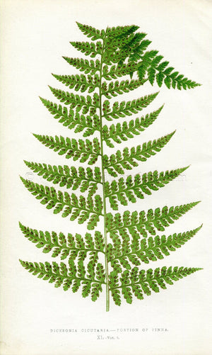 Edward Joseph Lowe Fern (Dicksonia Cicutaria) Antique Botanical Print 1860