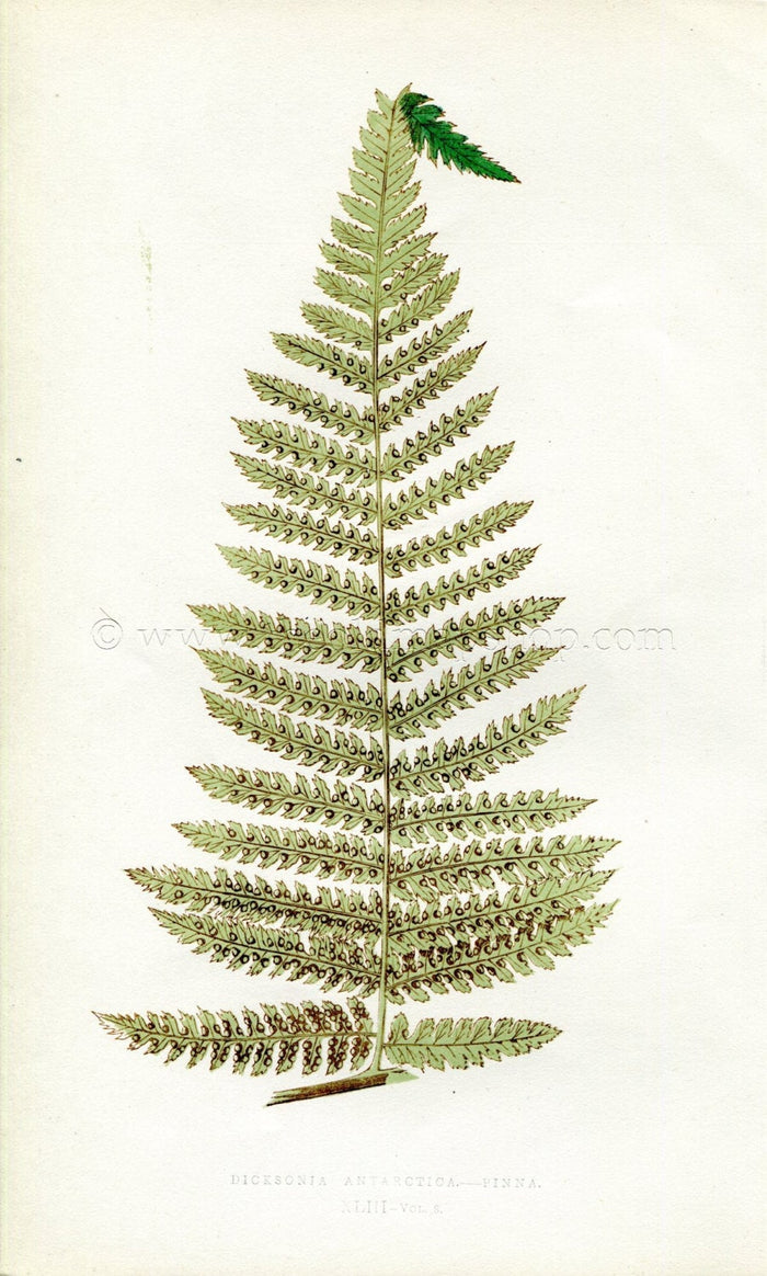 Edward Joseph Lowe Fern (Dicksonia Antarctica.--Pinna) Antique Botanical Print 1860