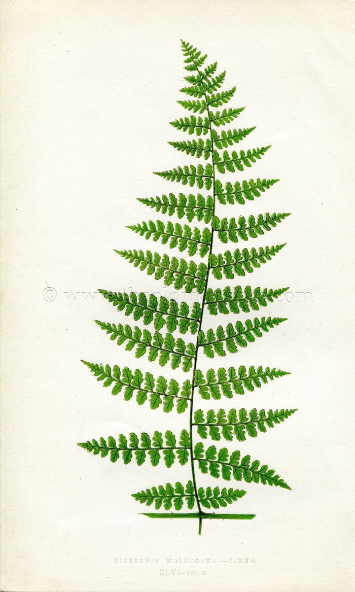 Edward Joseph Lowe Fern (Dicksonia Moluccana.--Pinna) Antique Botanical Print 1860