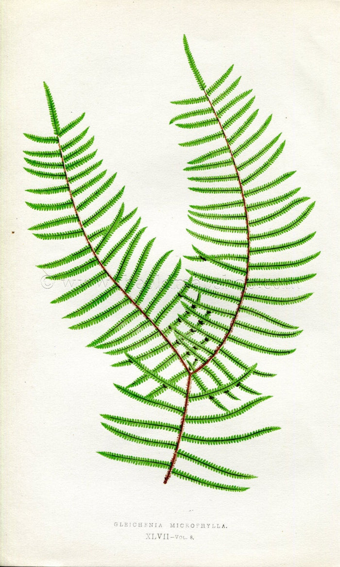 Edward Joseph Lowe Fern (Gleichenia Microphylla) Antique Botanical Print 1860