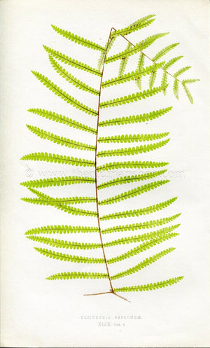 Edward Joseph Lowe Fern (Gleichenia Speluncae) Antique Botanical Print 1860
