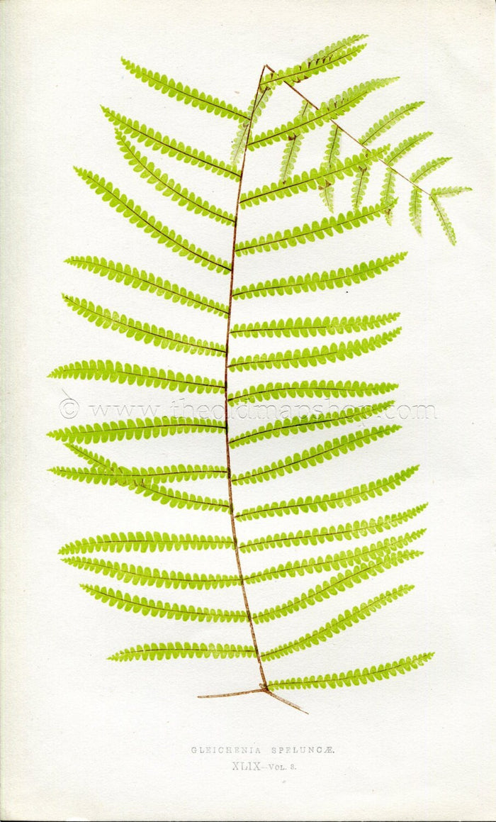 Edward Joseph Lowe Fern (Gleichenia Speluncae) Antique Botanical Print 1860