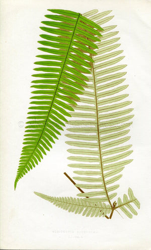 Edward Joseph Lowe Fern (Gleichenia Dichotoma) Antique Botanical Print 1860