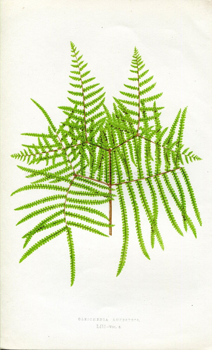 Edward Joseph Lowe Fern (Gleichenia Rupestris) Antique Botanical Print ...