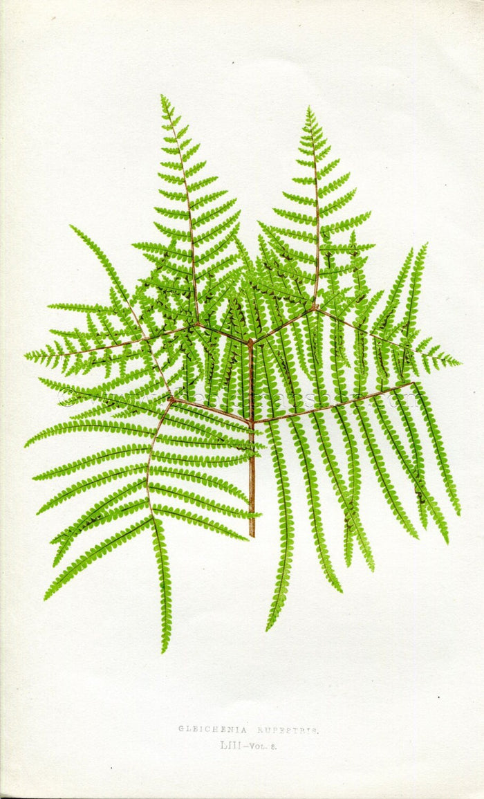 Edward Joseph Lowe Fern (Gleichenia Rupestris) Antique Botanical Print 1860