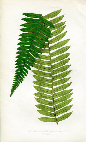 Edward Joseph Lowe Fern (Cyathea Canaliculata.--Pinna) Antique Botanical Print 1860