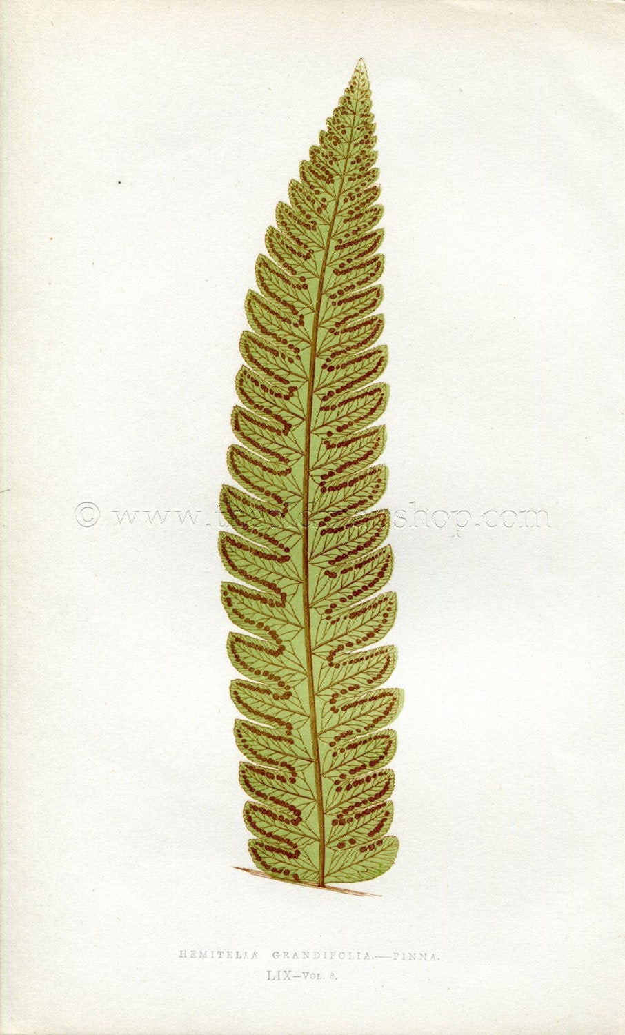 Edward Joseph Lowe Fern (Hemitelia Grandifolia.--Pinna) Antique Botanical Print 1860