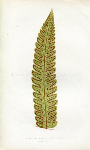Edward Joseph Lowe Fern (Hemitelia Grandifolia.--Pinna) Antique Botanical Print 1860