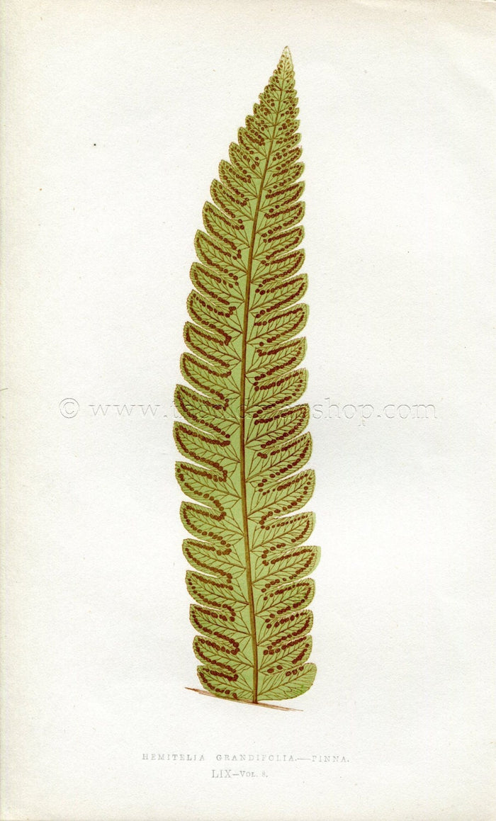 Edward Joseph Lowe Fern (Hemitelia Grandifolia.--Pinna) Antique Botanical Print 1860