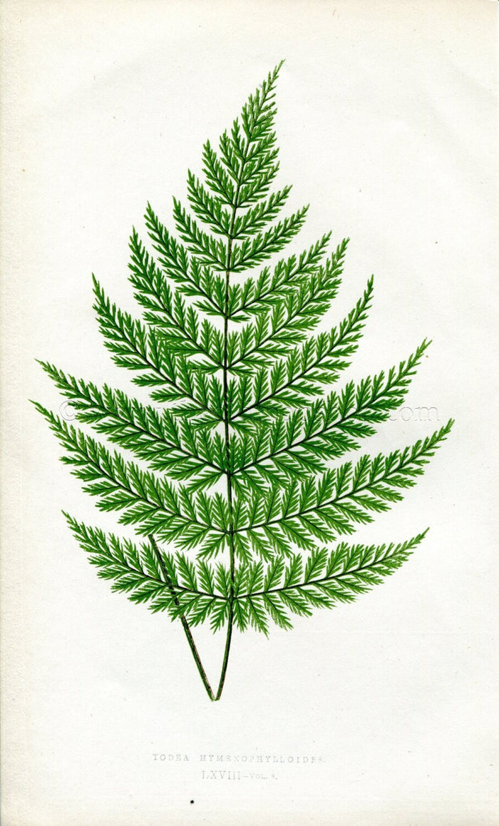 Edward Joseph Lowe Fern (Todea Hymenophylloides) Antique Botanical Print 1860