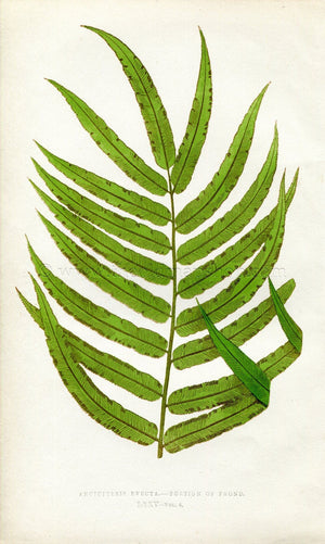 Edward Joseph Lowe Fern (Angiopteris Evecta) Antique Botanical Print 1860