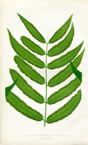 Edward Joseph Lowe Fern (Angiopteris Teysmanniana) Antique Botanical Print 1860