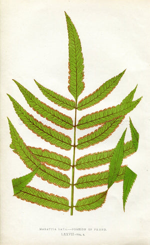 Edward Joseph Lowe Fern (Marattia Laxa) Antique Botanical Print 1860