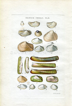 G B Sowerby Antique Shell Print, 1859 1st edition. Hand Coloured Engraving, Book Plate II