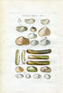 G B Sowerby Antique Shell Print, 1859 1st edition. Hand Coloured Engraving, Book Plate II