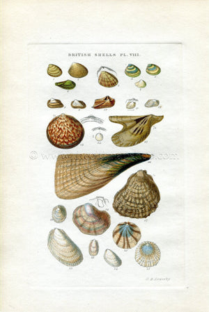 G B Sowerby Antique Shell Print, 1859 1st edition. Hand Coloured Engraving, Book Plate VIII