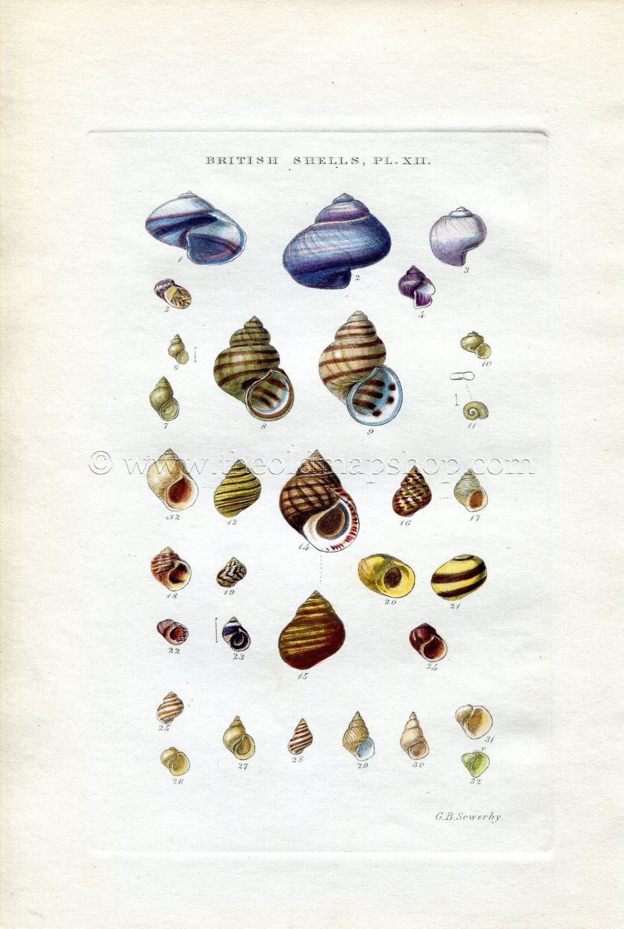 G B Sowerby Antique Shell Print, 1859 1st edition. Hand Coloured Engraving, Book Plate XII